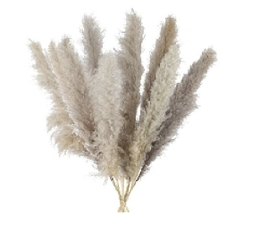 Pampasgras 2m
